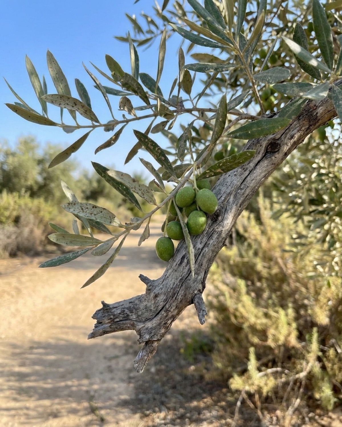 ענף זית באור בוקר רך